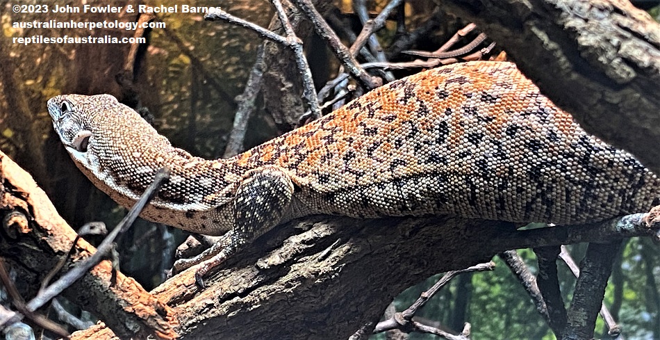 Spotted Tree Monitor (Varanus similis) ("pellewensis" form) photographed at the Cairns Aquarium, Qld.